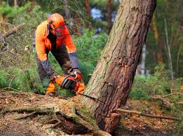 Best Arborist Consultation Services  in Warminster Heights, PA