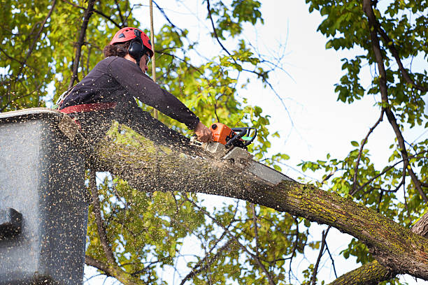 Best Root Management and Removal  in Warminster Heights, PA